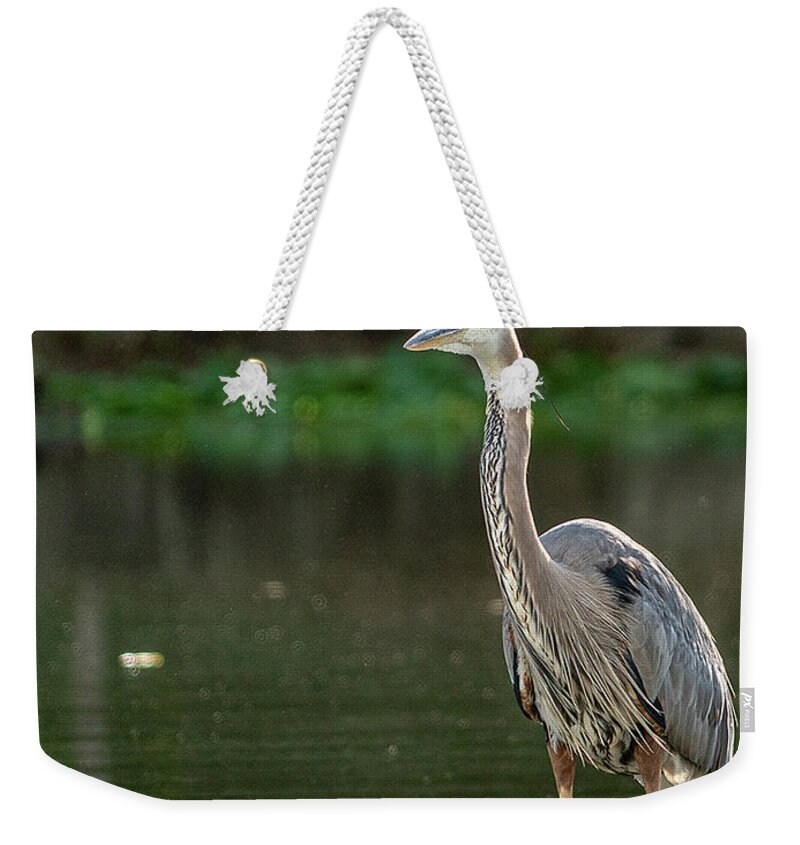 Blue Heron Weekender Tote Bag featuring the photograph Blue Heron in Clinton Township by GeeLeesa