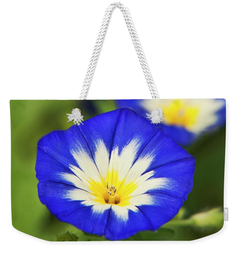 Flowers Weekender Tote Bag featuring the photograph Blue Morning Glory Flowers by Christina Rollo