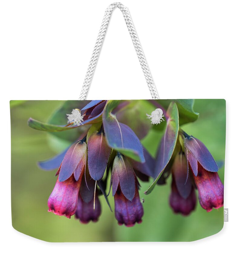 Annual Plants Weekender Tote Bag featuring the photograph Blue Shrimp Plant Blossoms by Robert Potts