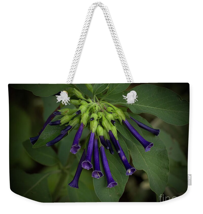 Blue Weekender Tote Bag featuring the photograph Blue Trumpet Flowers by Elaine Teague