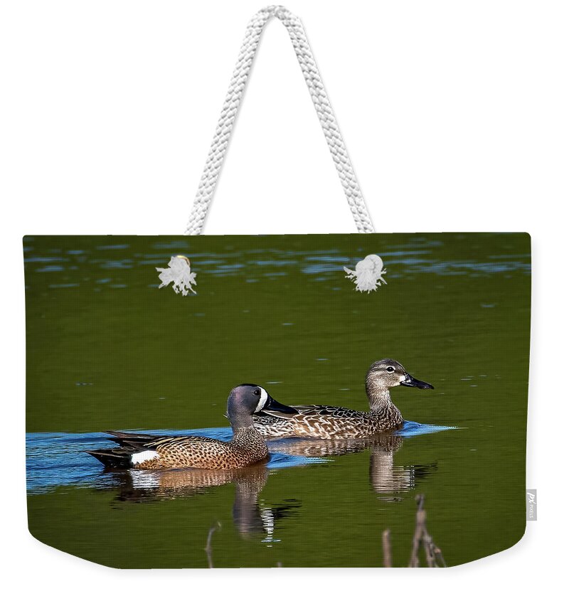 Animals Weekender Tote Bag featuring the photograph Blue Winged Teal by Brian Shoemaker