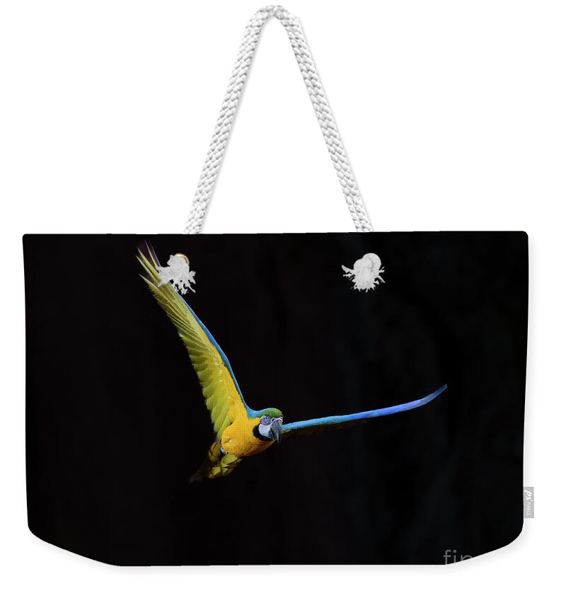 Brazil Weekender Tote Bag featuring the photograph Blue Yellow Macaw by Patrick Nowotny