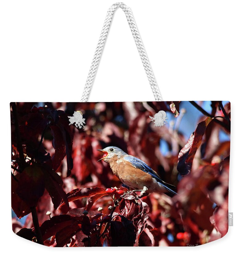 Birds Weekender Tote Bag featuring the photograph Bluebird Eating Berries by Trina Ansel