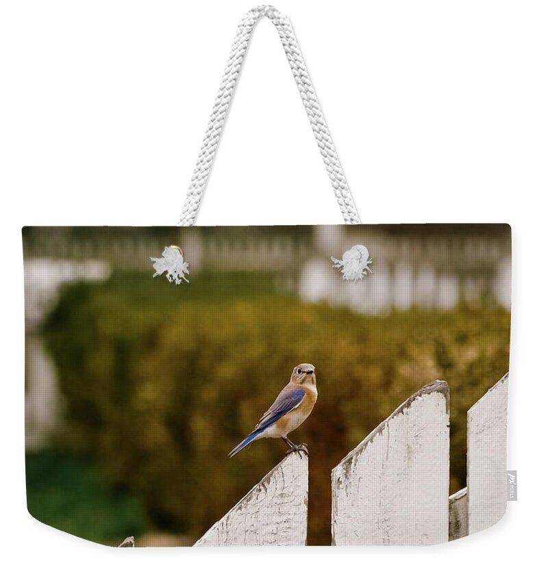 Bluebird Weekender Tote Bag featuring the photograph Bluebird on a Fence by Rachel Morrison