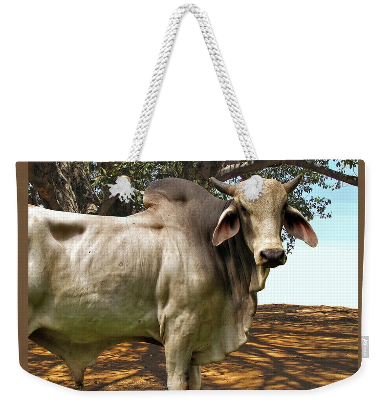 Bull Weekender Tote Bag featuring the photograph Boss by Lorena Cassady