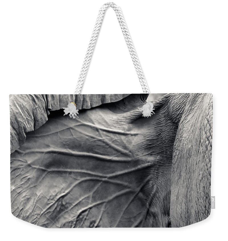 Animal Weekender Tote Bag featuring the photograph Branching Ears by Keith Carey