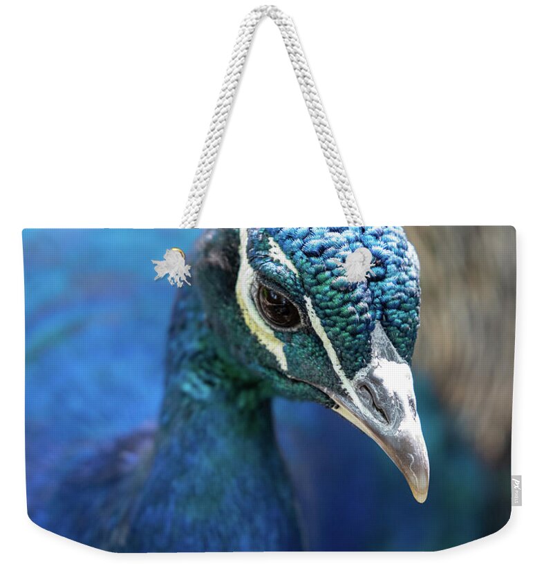 Bronx Zoo Weekender Tote Bag featuring the photograph Bronx Peacock by Kevin Suttlehan