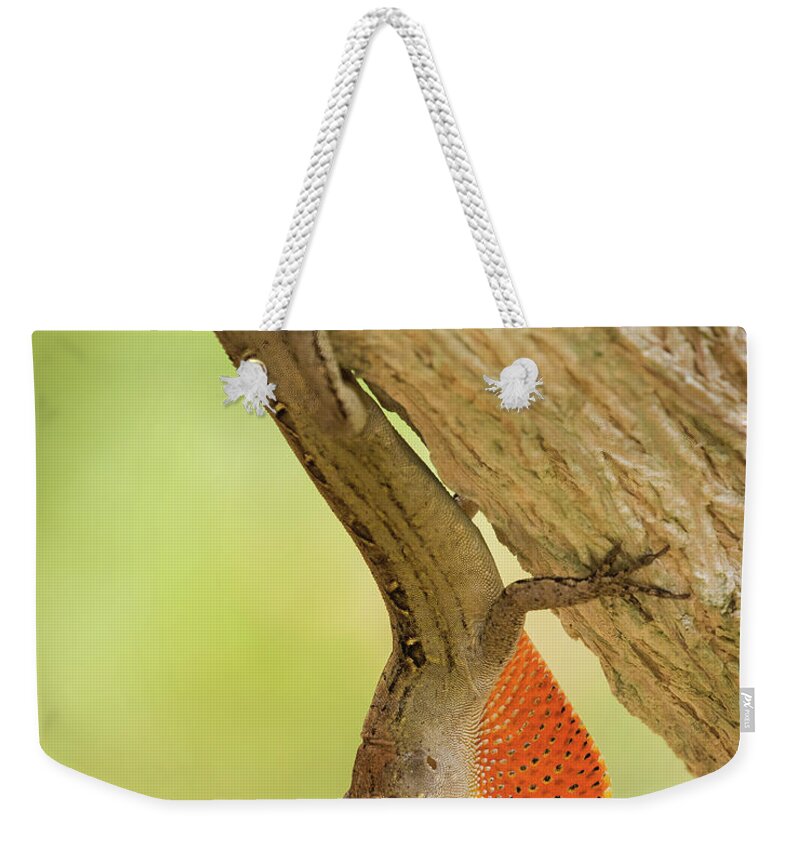 Brown Anole Weekender Tote Bag featuring the photograph Brown Anole by Jurgen Lorenzen