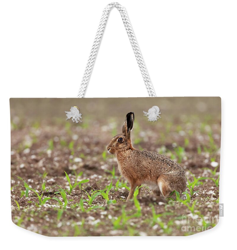 Norfolk Weekender Tote Bag featuring the photograph Norfolk brown hare at in a field of crops by Simon Bratt