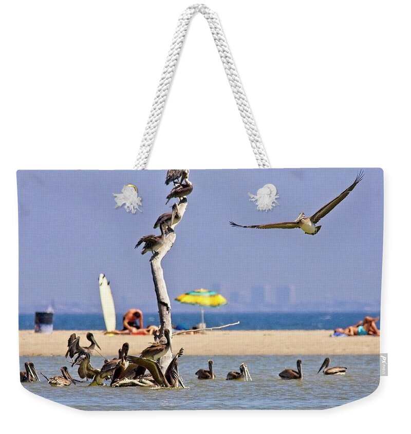 Brown Pelican Weekender Tote Bag featuring the photograph Brown Pelicans at a beach near Ventura by Tony Mills