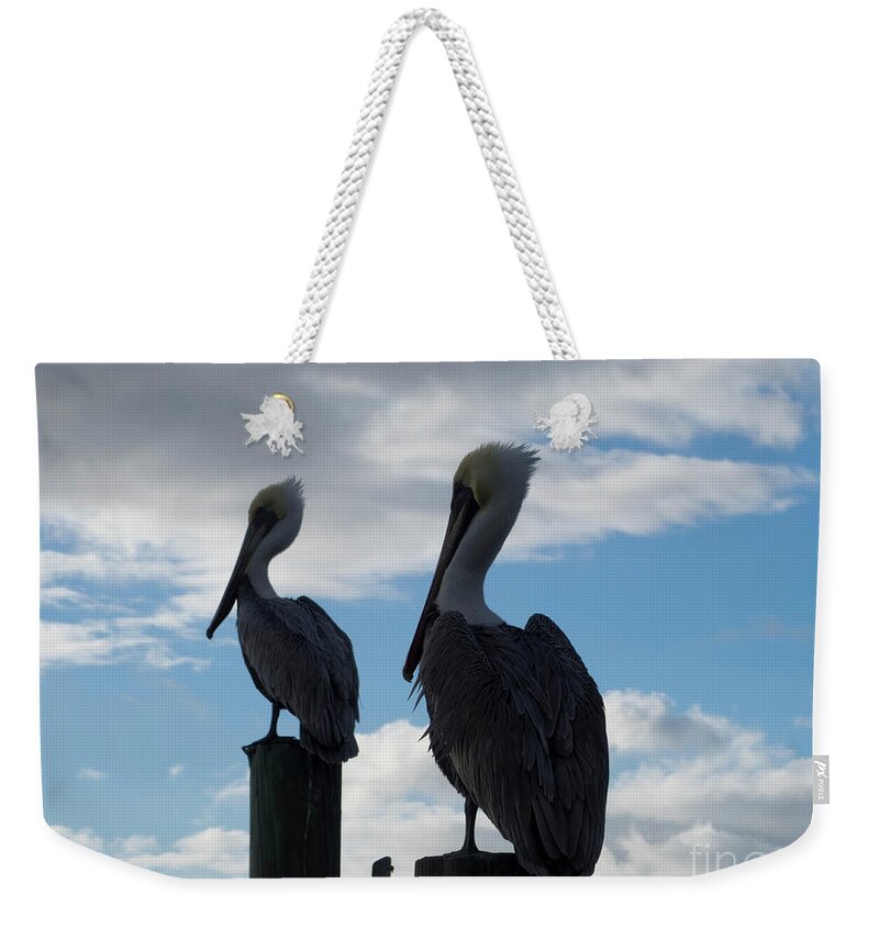 Brown Weekender Tote Bag featuring the photograph Brown Pelicans by Jeff Ross