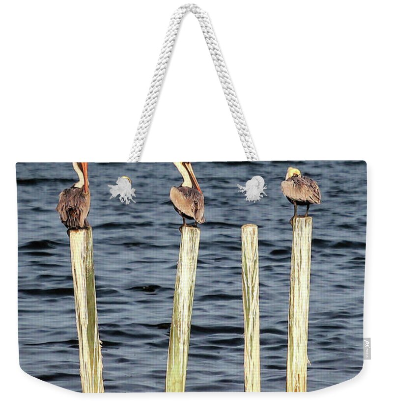 Birds Weekender Tote Bag featuring the photograph Brown Pelicans by Robert Harris
