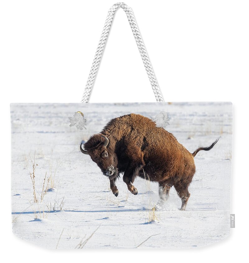 Bison Weekender Tote Bag featuring the photograph Bucking Bison Cow by Tony Hake