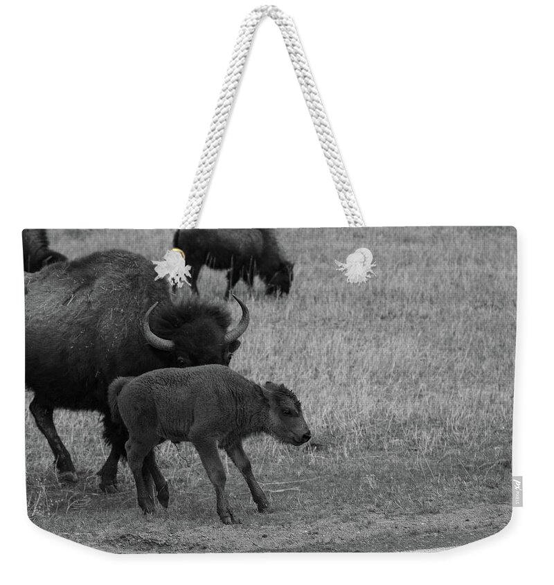 Buffalo Weekender Tote Bag featuring the photograph Buffalo calf at Theodore Roosevelt National Park in North Dakota in black and white by Eldon McGraw
