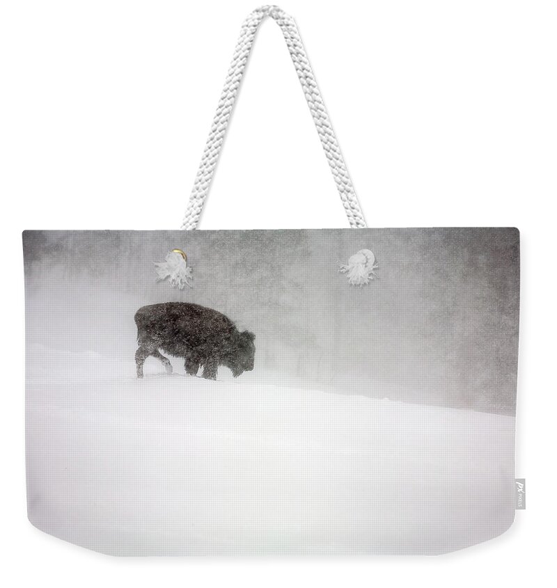 Winter Weekender Tote Bag featuring the photograph Buffalo in Winter Storm by Craig J Satterlee