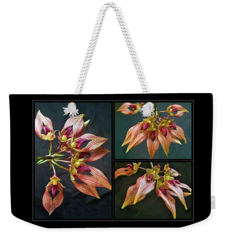 Bulbophyllum Orchid Flowers Weekender Tote Bag featuring the photograph Bulbophyllum Orchid A-Dorabil 'Candy Ann' Collage by Susan Maxwell Schmidt