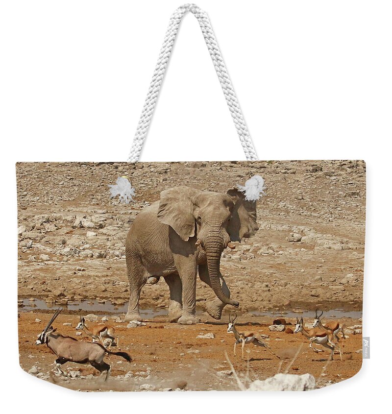 Bull Elephant Weekender Tote Bag featuring the photograph Bull Elephant chasing Gemsbok and Springbok at a waterhole by MaryJane Sesto