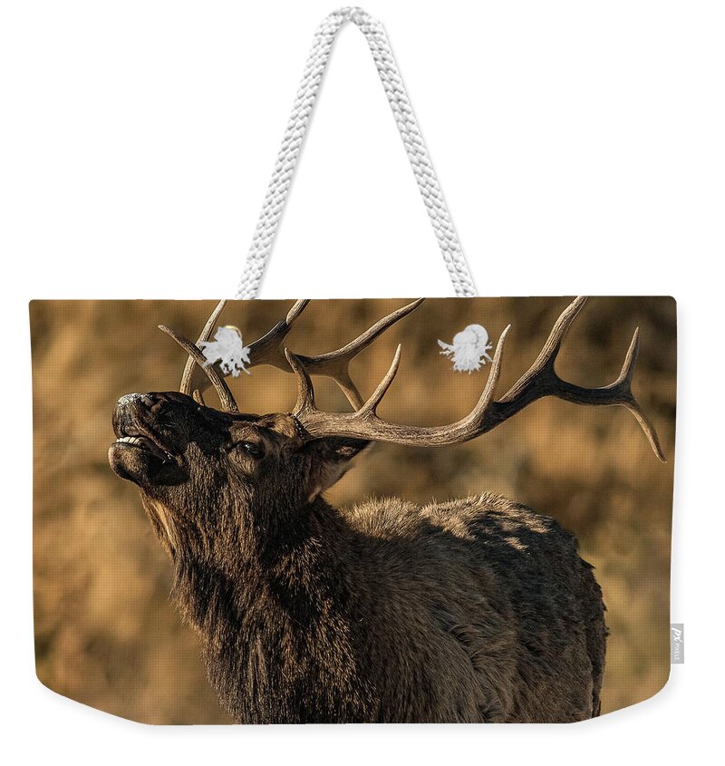 Bull Elk Weekender Tote Bag featuring the photograph Bull Elk Bugle In Fall by Yeates Photography