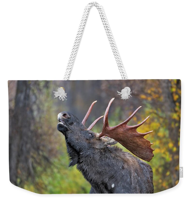 Autumn Weekender Tote Bag featuring the photograph Bull Moose in Rut by Gary Langley