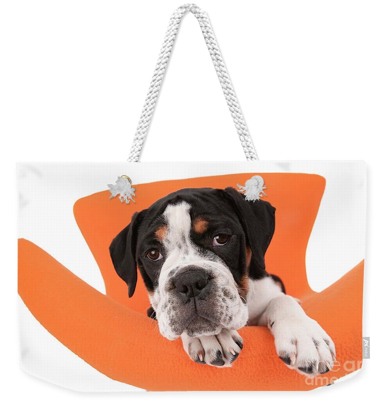 Dog Weekender Tote Bag featuring the photograph Bulldog Puppy Joy by Renee Spade Photography