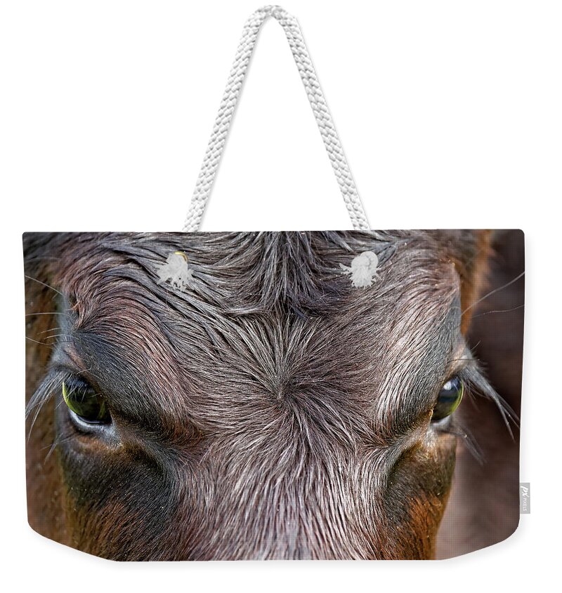 Kj Swan Animals Of Land And Sea Weekender Tote Bag featuring the photograph Bull's Eye by KJ Swan