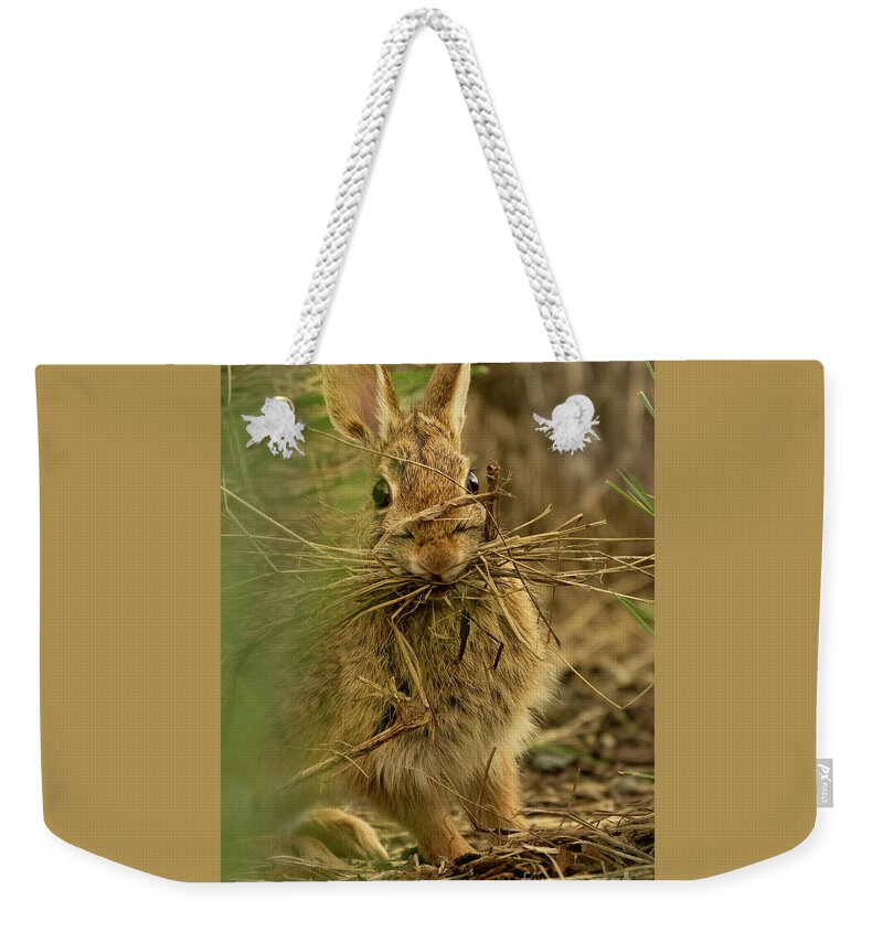 Eastern Cottontail Rabbit Weekender Tote Bag featuring the photograph Bunny with Her Sticks by Nancy Gleason
