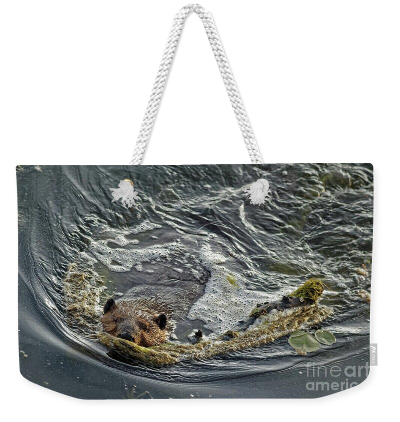 Beaver Weekender Tote Bag featuring the photograph Busy Big Beaver in Minneapolis by Natural Focal Point Photography