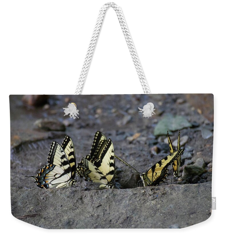 Butterflies Weekender Tote Bag featuring the photograph Butterfly Nation Swallowtail Butterflies II by Demetrai Johnson