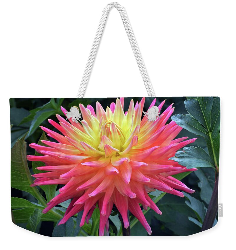 Cactus Dahlia Weekender Tote Bag featuring the photograph Cactus Dahlia. by Terence Davis