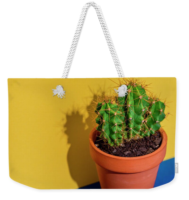 Cactus Weekender Tote Bag featuring the photograph Cactus on bright yellow and blue background by Jelena Jovanovic