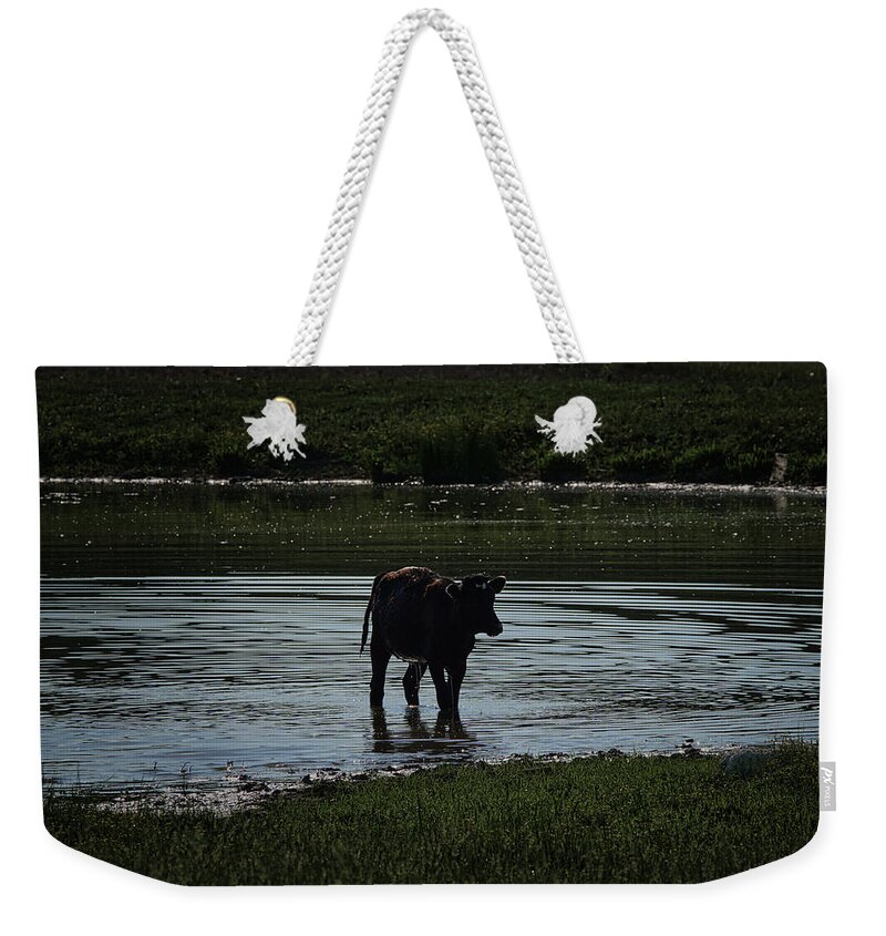 Cow Weekender Tote Bag featuring the photograph Calf in pond by Ernest Echols