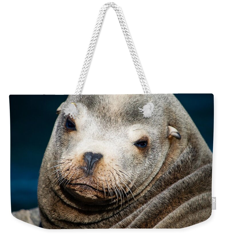Sea Lion Weekender Tote Bag featuring the photograph California Sea Lion by Bonny Puckett