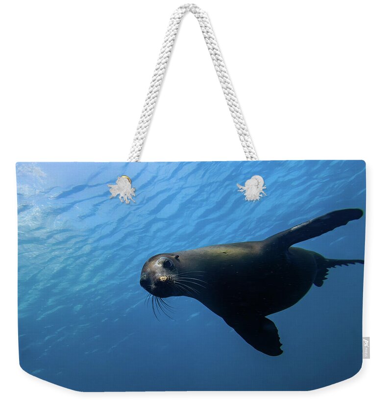Seal Weekender Tote Bag featuring the photograph California Sea Lion by Brian Weber
