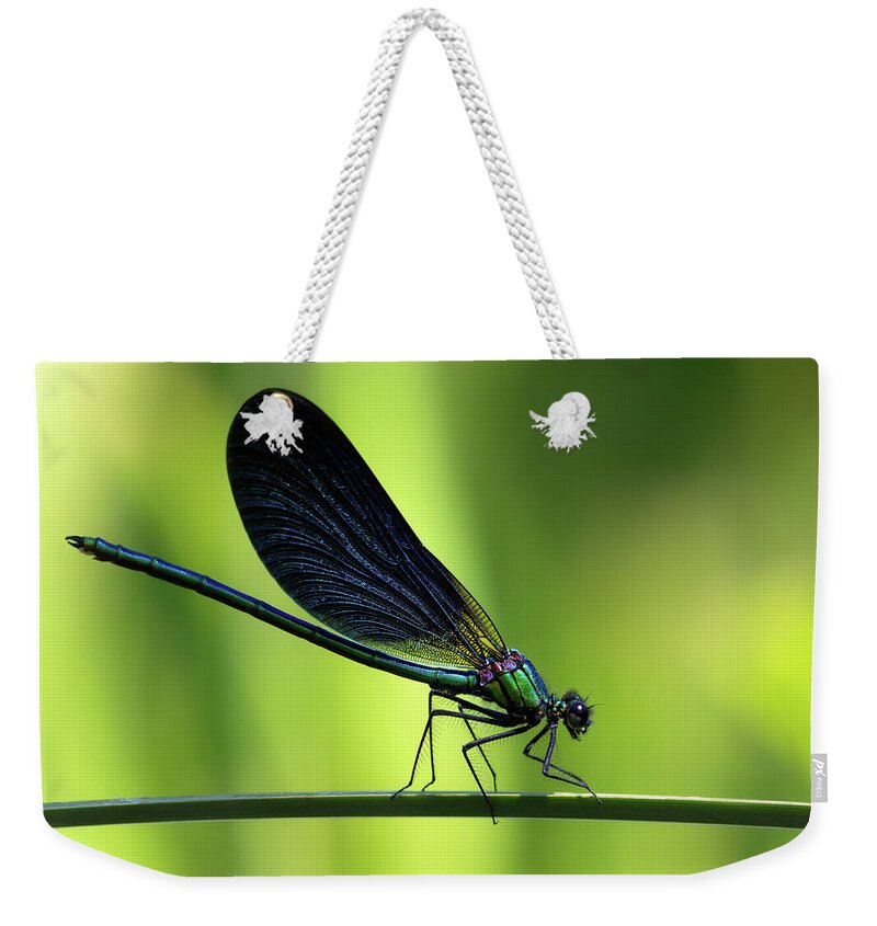 Calopteryx Weekender Tote Bag featuring the photograph Calopteryx virgo - the Beautiful Demoiselle by Olivier Parent