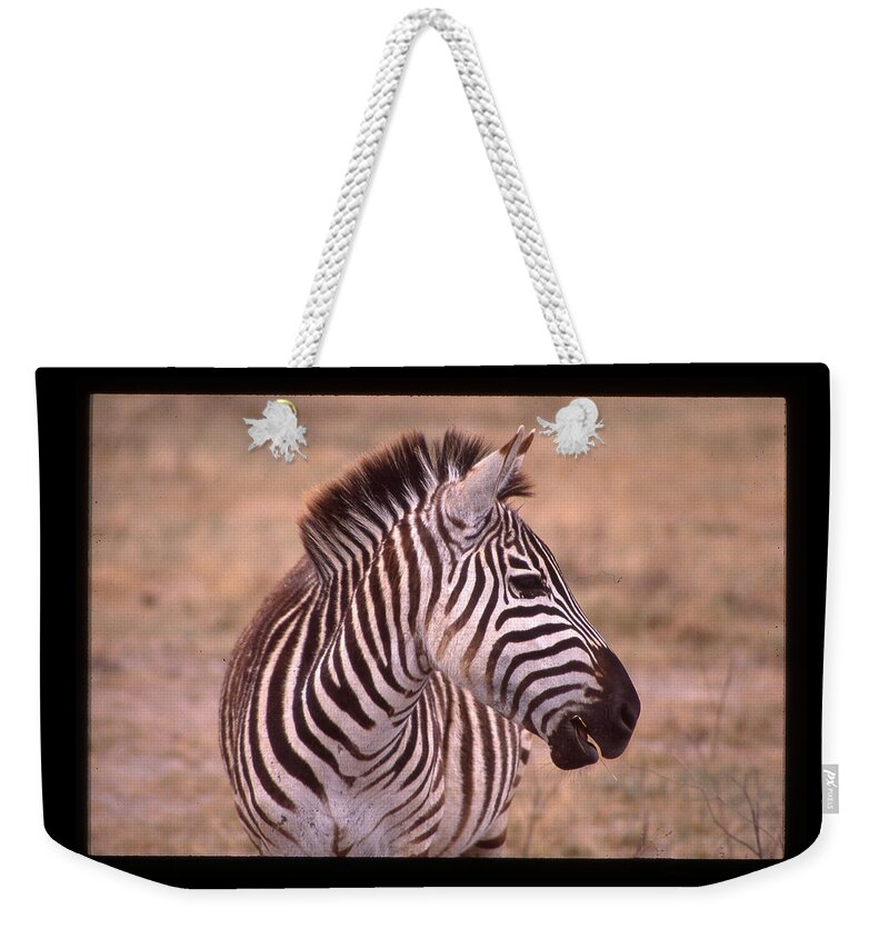 Africa Weekender Tote Bag featuring the photograph Camera Shy Zebra by Russ Considine