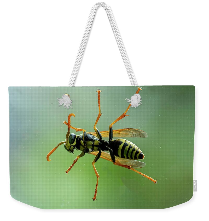 Bee Weekender Tote Bag featuring the photograph Can I Come In by Cathy Kovarik