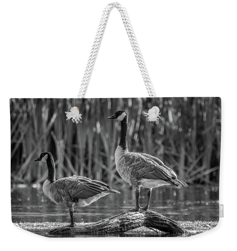 Canada Goose Weekender Tote Bag featuring the photograph Canada Geese On A Log by Mike Fusaro