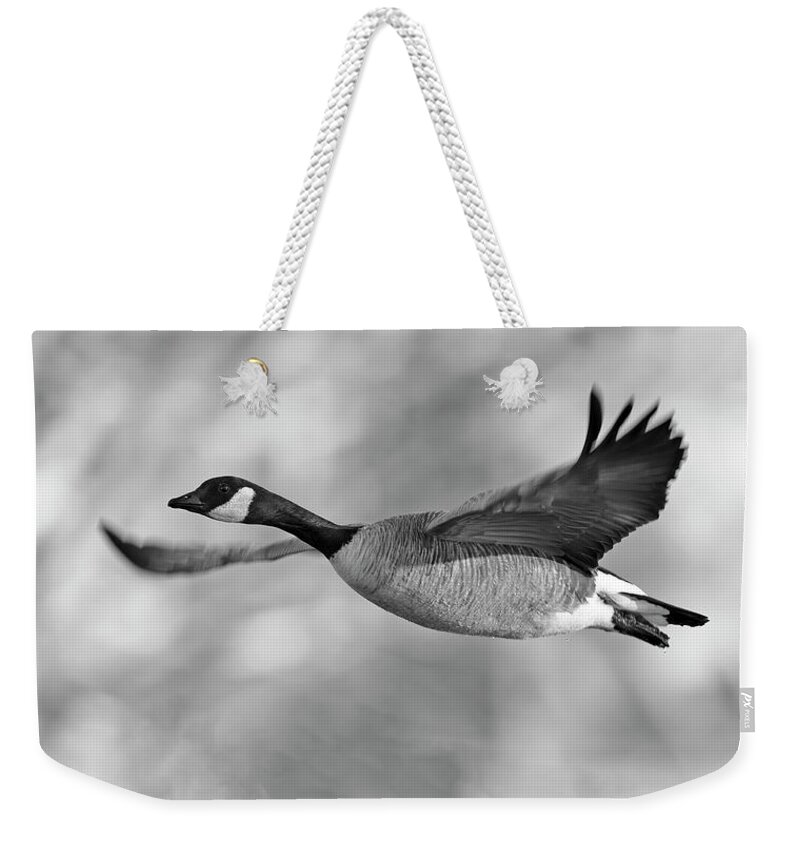 Canadian Weekender Tote Bag featuring the photograph Candian Goose flying by Gary Langley