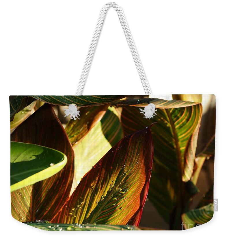 Botanical Weekender Tote Bag featuring the photograph Canna Lily Beauty by Richard Thomas