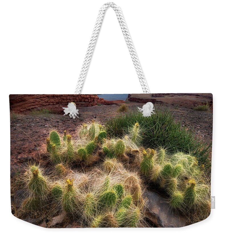 Cactus Weekender Tote Bag featuring the photograph Canyonlands Cacti by Michael Ash