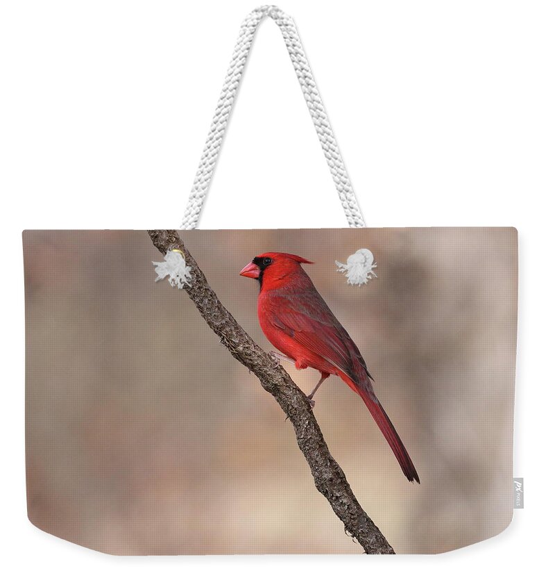 Northern Cardinal Weekender Tote Bag featuring the photograph Cardinal 3128 by John Moyer