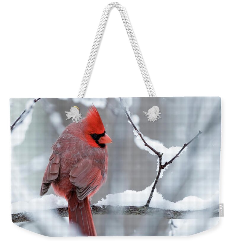 Cardinal Weekender Tote Bag featuring the photograph Cardinal in the Snow by Rachel Morrison