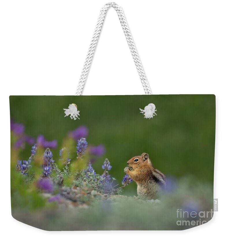 Callospermophilus Saturatus Weekender Tote Bag featuring the photograph Cascade Golden-mantled Ground Squirrel eating Lupines by Nancy Gleason