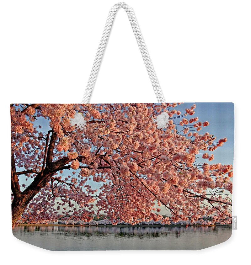 Cherry Blossom Trees Weekender Tote Bag featuring the photograph Cascade of Pink by Suzanne Stout