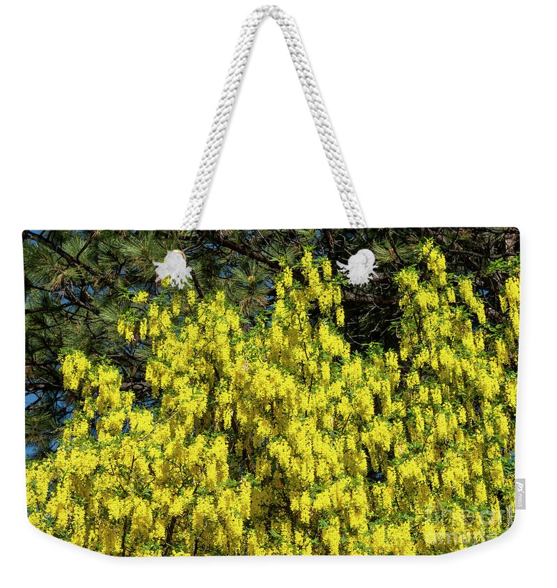 Golden Shower Weekender Tote Bag featuring the photograph Cassia Fistula, 3 by Glenn Franco Simmons