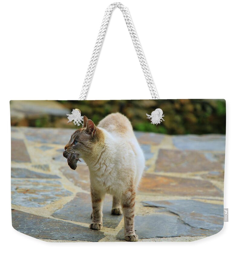Cat And Mouse Weekender Tote Bag featuring the photograph Cat and Mouse by Gene Taylor
