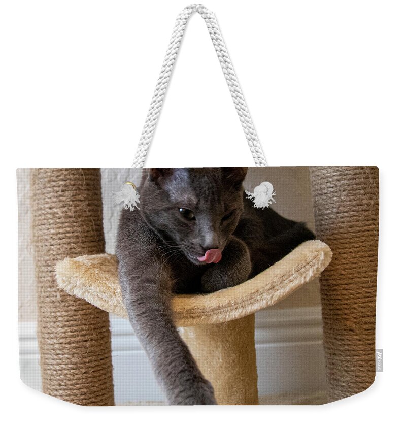 Cat Weekender Tote Bag featuring the photograph Cat Russian Blue by Dart Humeston