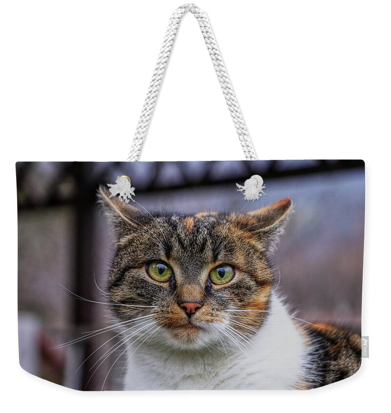 Liza Weekender Tote Bag featuring the photograph Cat suprised face. Cat looks at camera. Colorful kitten standing on wooden parapet and looks into garden. She watch something. Domestic moggie on watch by Vaclav Sonnek