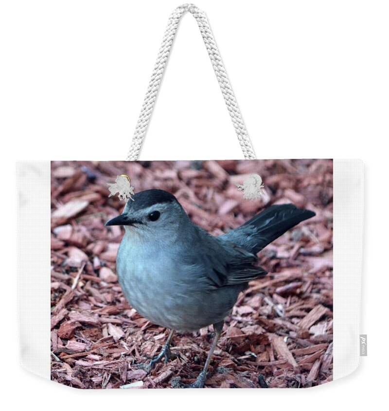 Bird Weekender Tote Bag featuring the photograph Catbird by Dianne Morgado
