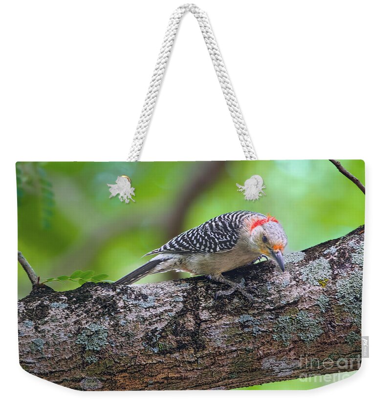 Birds Weekender Tote Bag featuring the photograph Cautious Woodpecker by Judy Kay